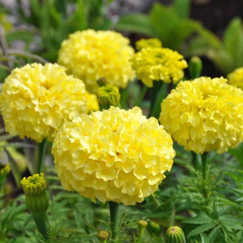 Stor fløyelsblomst 'Alaska' i gruppen Frø / Ettårige blomster hos Impecta Fröhandel (28751)