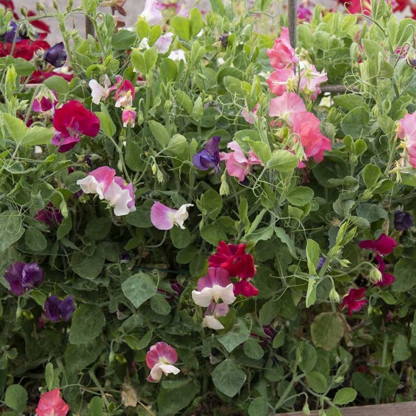 Dvergblomsterert 'Villa Roma Mix' i gruppen Frø / Ettårige blomster hos Impecta Fröhandel (28780)