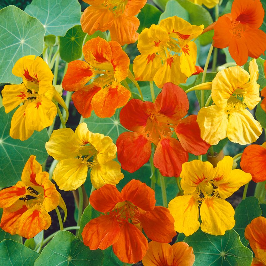 Vanlig blomkarse 'Tip Top' i gruppen Frø / Ettårige blomster hos Impecta Fröhandel (28810)