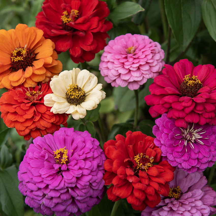 Sinnia i gruppen Frø / Ettårige blomster hos Impecta Fröhandel (28830)