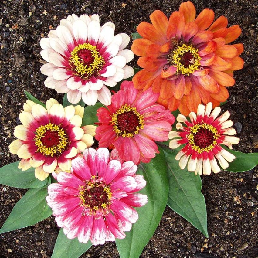 Sinnia 'Whirligig Fun' i gruppen Frø / Ettårige blomster hos Impecta Fröhandel (28842)