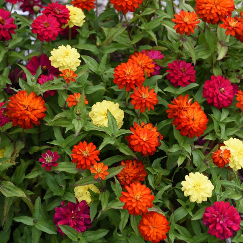 Maryland-sinnia 'Zahara Double Mix Brilliant' i gruppen Frø / Ettårige blomster hos Impecta Fröhandel (28852)