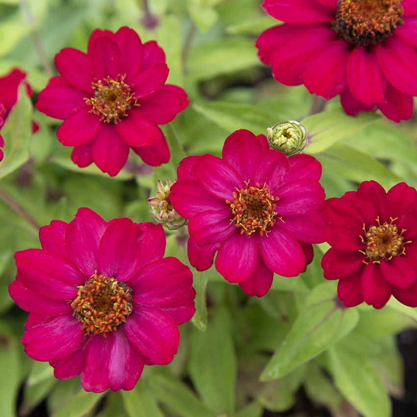 Maryland-sinnia 'Zahara Raspberry' i gruppen Frø / Ettårige blomster hos Impecta Fröhandel (28890)