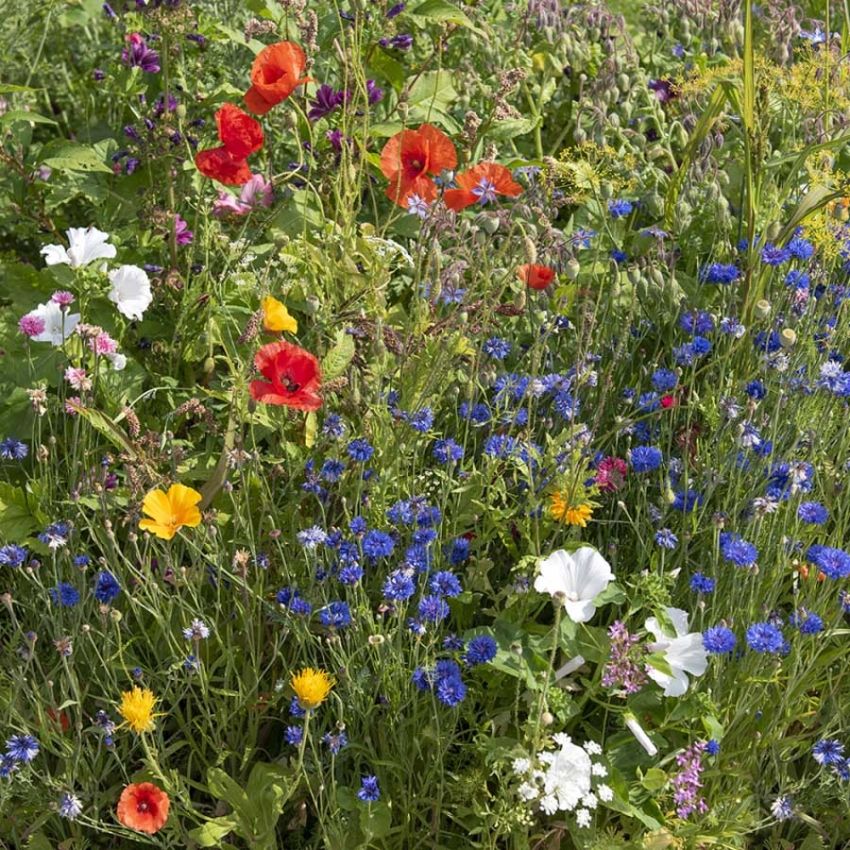 Sommerblomster, bieplanter i gruppen Frø / Ettårige blomster hos Impecta Fröhandel (28901)