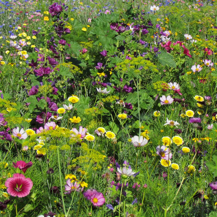 Sommerblomster, kulturarv i gruppen Frø / Ettårige blomster hos Impecta Fröhandel (28903)