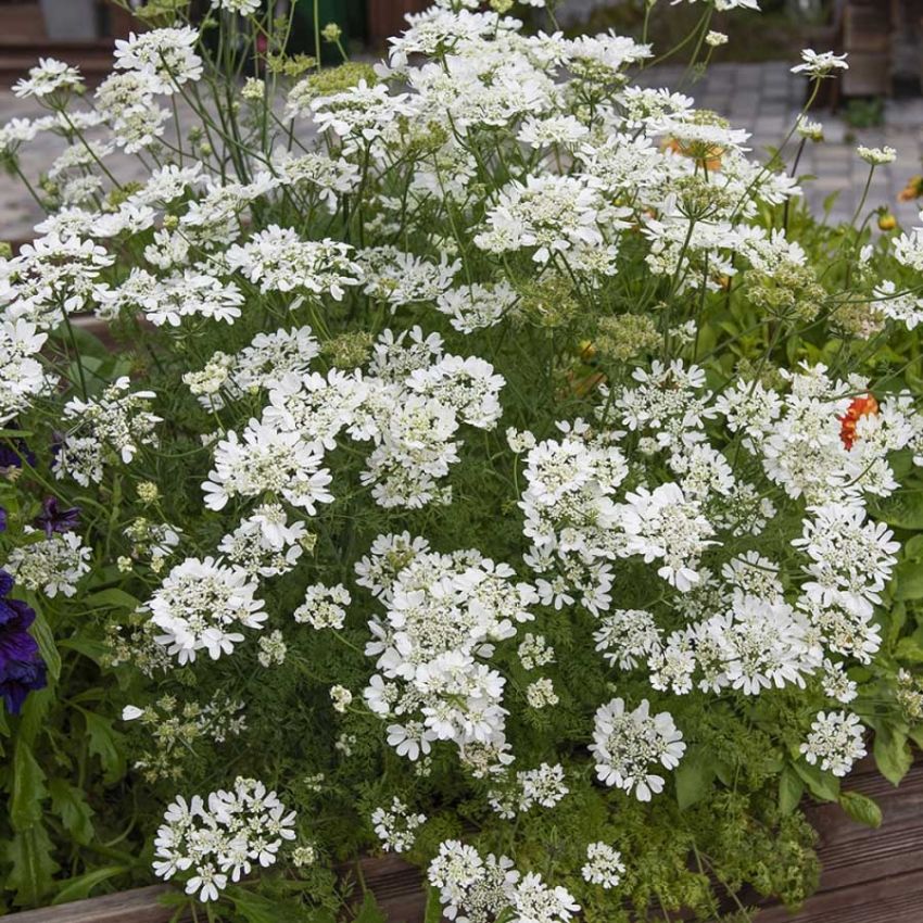 Kniplingskjerm 'White Lace' i gruppen Frø / Ettårige blomster hos Impecta Fröhandel (28923)