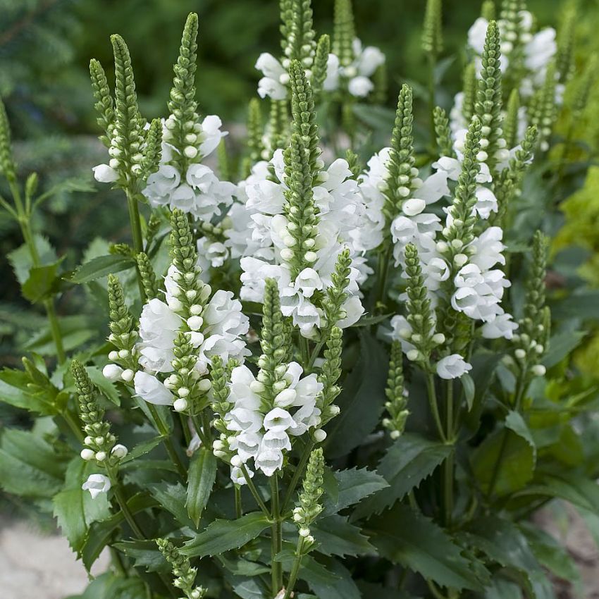 Virginialeddblom 'Crystal Peak White' i gruppen Frø / Ettårige blomster hos Impecta Fröhandel (28927)