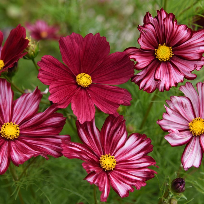 Pyntekurv 'Velouette' i gruppen Frø / Ettårige blomster hos Impecta Fröhandel (28932)