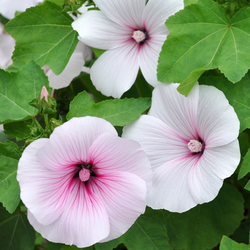 Sommerpoppelrose 'Dwarf Pink Blush' i gruppen Frø / Ettårige blomster hos Impecta Fröhandel (28935)