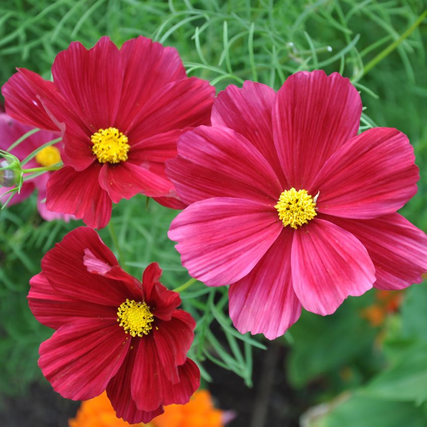 Pyntekurv ''Rubenza'', Blomstrer tidlig i en fantastisk farge.