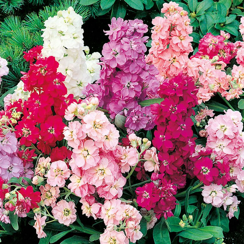 Levkøy 'Beauty Of Nice' i gruppen Frø / Ettårige blomster hos Impecta Fröhandel (28940)