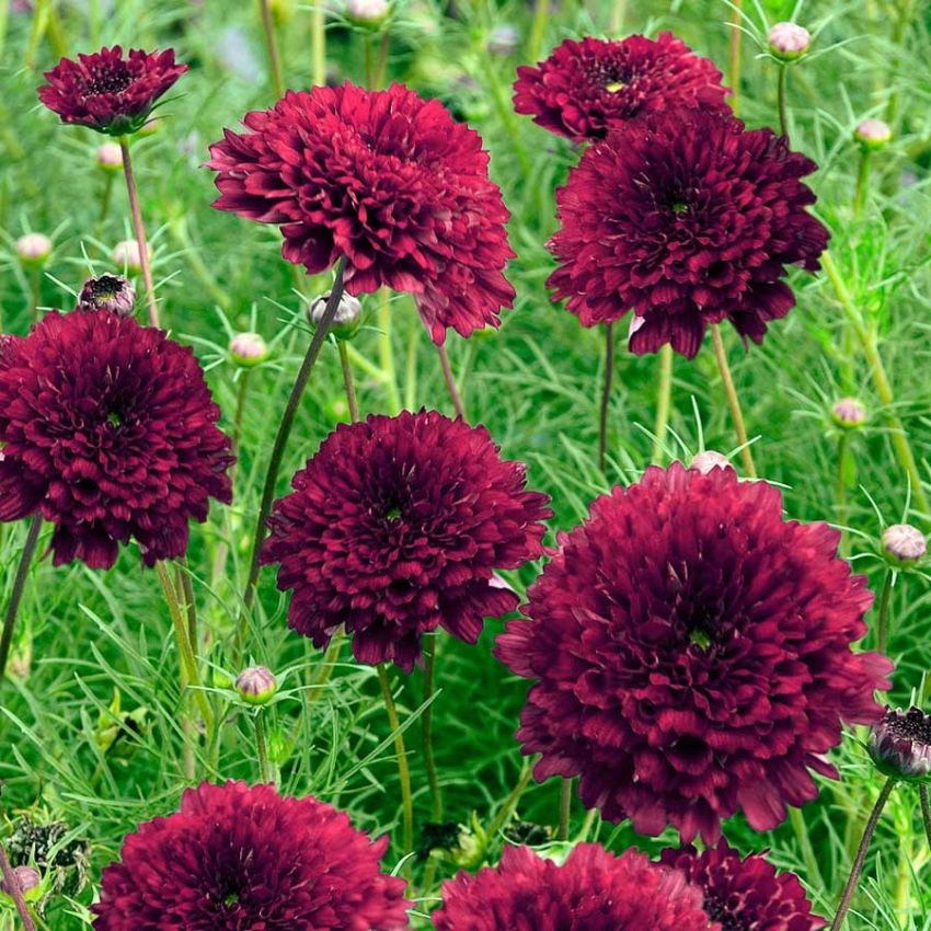 Pyntekurv 'Double Click Cranberries' i gruppen Frø / Ettårige blomster hos Impecta Fröhandel (28943)