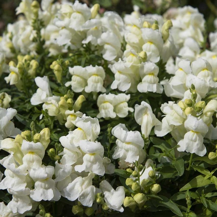 Prydløvemunn F1 'Snappy White' i gruppen Frø / Ettårige blomster hos Impecta Fröhandel (28945)