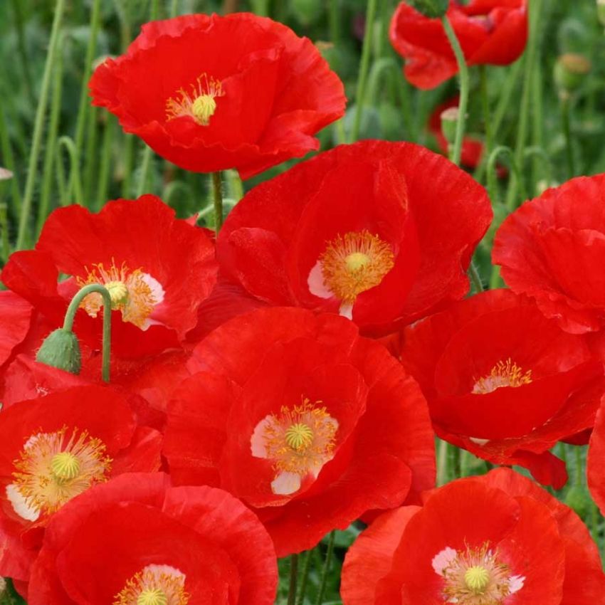 Kornvalmue 'American Legion' i gruppen Frø / Ettårige blomster hos Impecta Fröhandel (28946)