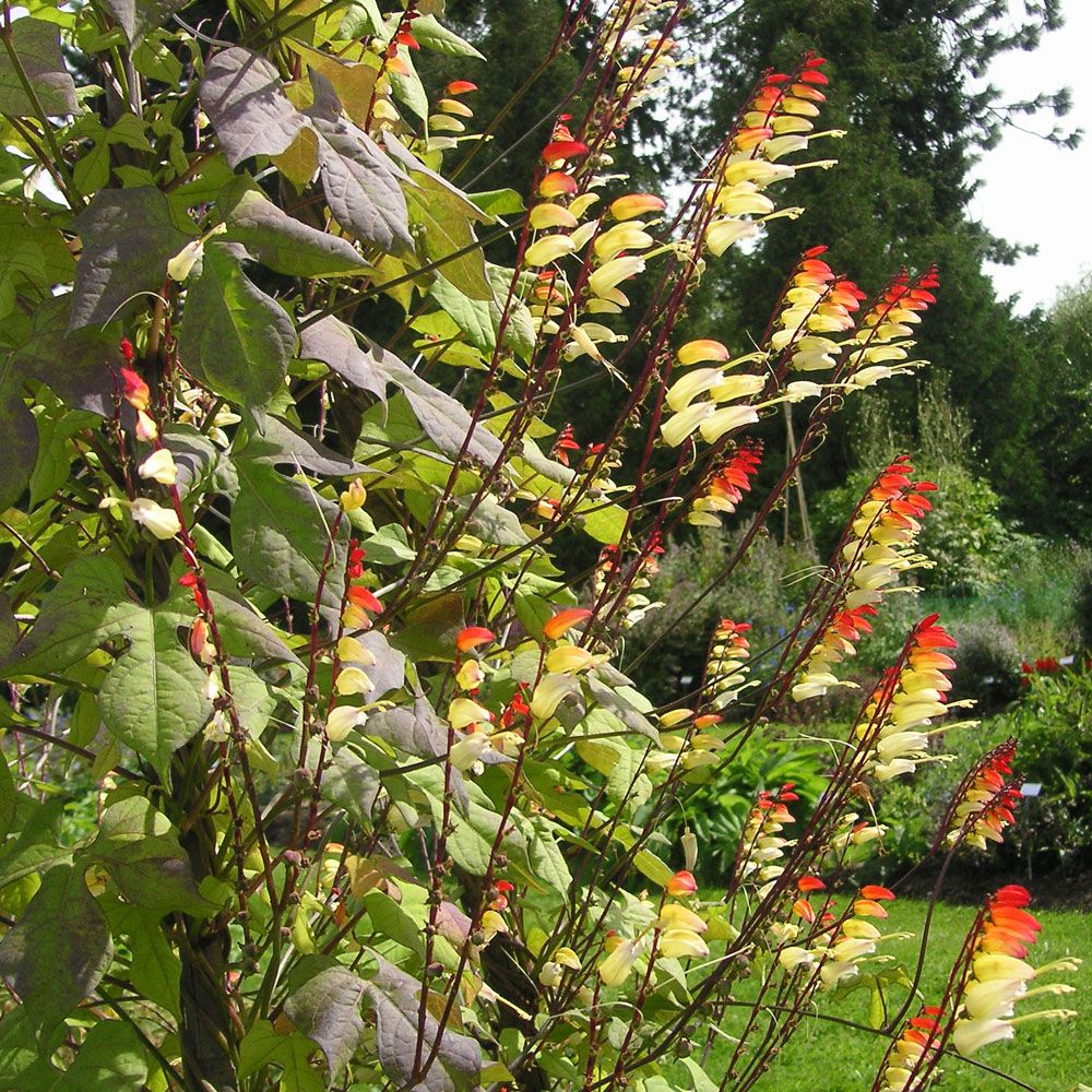 Spansk flagg 'Exotic Love' i gruppen Frø / Ettårige blomster hos Impecta Fröhandel (290)