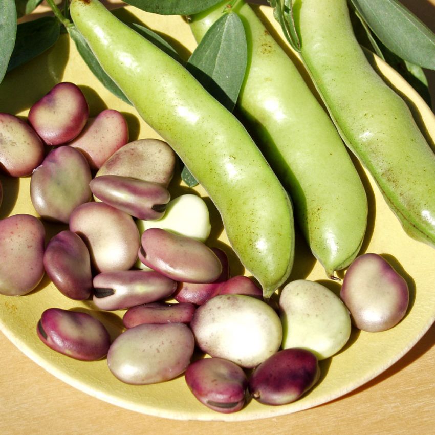 Hestebønne 'Extra precoce a grano violetto' i gruppen Frø / Grønnsaker hos Impecta Fröhandel (29012)