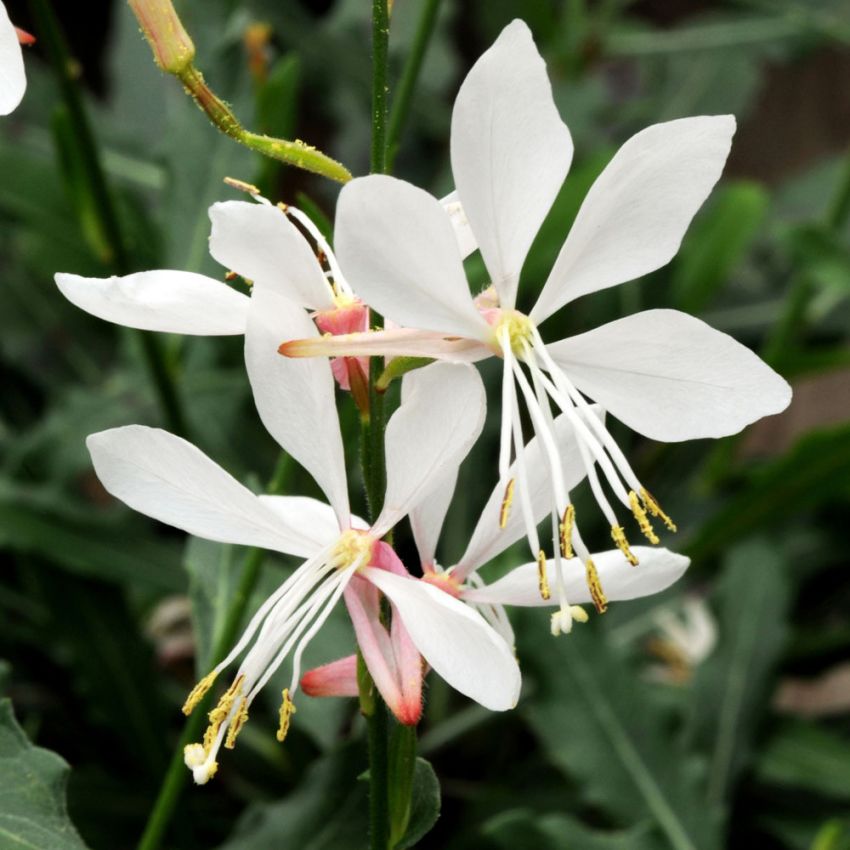 Sommerlys 'Sparkle White' i gruppen Frø / Ettårige blomster hos Impecta Fröhandel (29041)