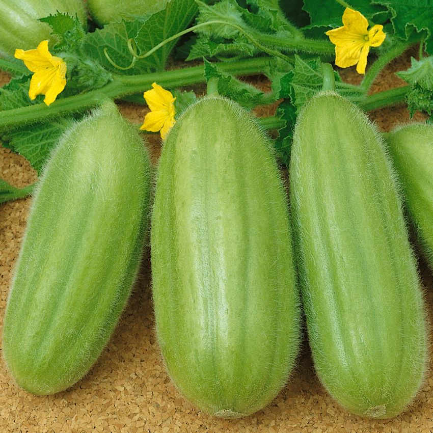Agurkmelon 'Carosello' i gruppen Frø / Grønnsaker hos Impecta Fröhandel (29123)