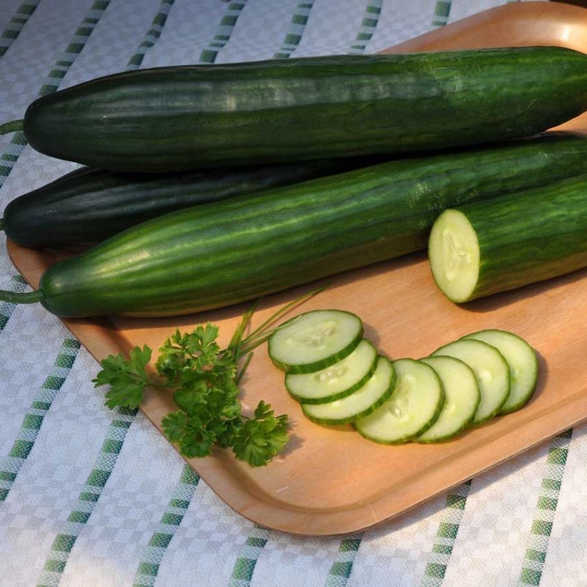 Drivhusagurk F1 'Max' i gruppen Frø / Grønnsaker / Agurk og melon / Agurk hos Impecta Fröhandel (29132)
