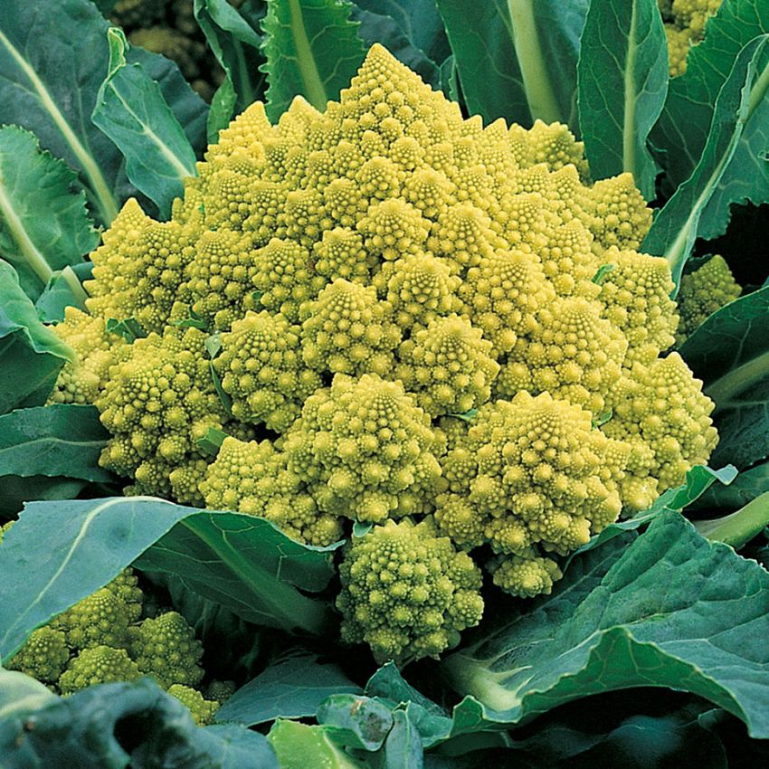 Broccolo 'Romanesco natalino' i gruppen Frø / Grønnsaker hos Impecta Fröhandel (29185)