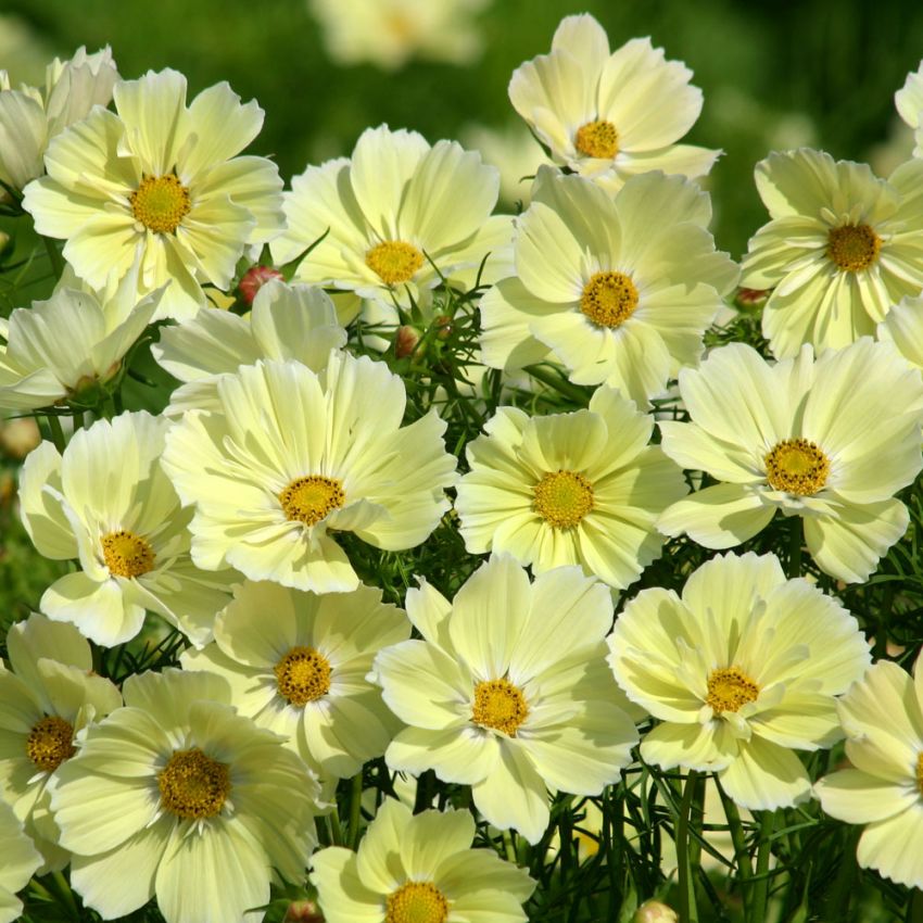 Pyntekurv 'Xanthos' i gruppen Frø / Ettårige blomster hos Impecta Fröhandel (29322)