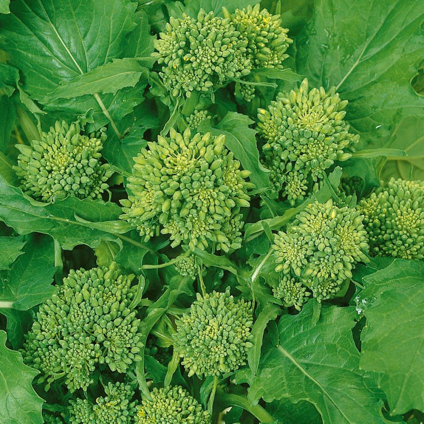 Rapini 'Quarantina' i gruppen Frø / Grønnsaker hos Impecta Fröhandel (29335)
