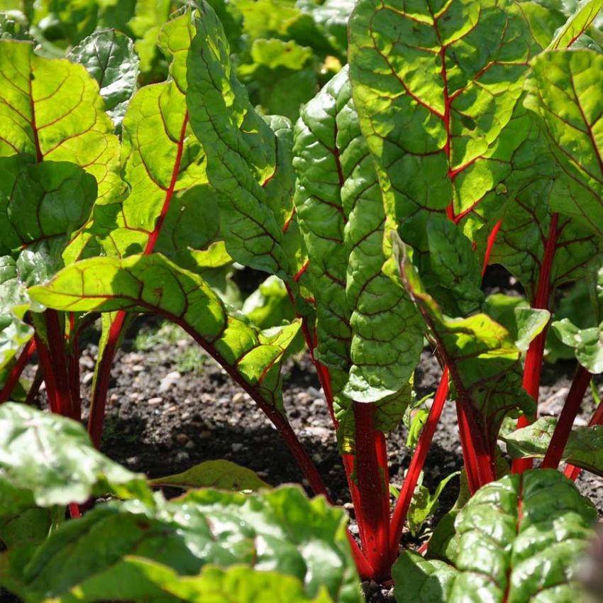 Bladbete 'Rhubarb Chard' i gruppen Frø / Grønnsaker hos Impecta Fröhandel (29355)