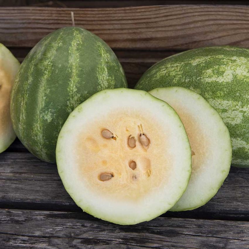 Vannmelon 'Orangeglo' i gruppen Frø / Grønnsaker hos Impecta Fröhandel (29362)