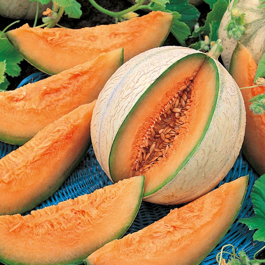 Cantaloupe 'Charentais' i gruppen Frø / Grønnsaker hos Impecta Fröhandel (29365)