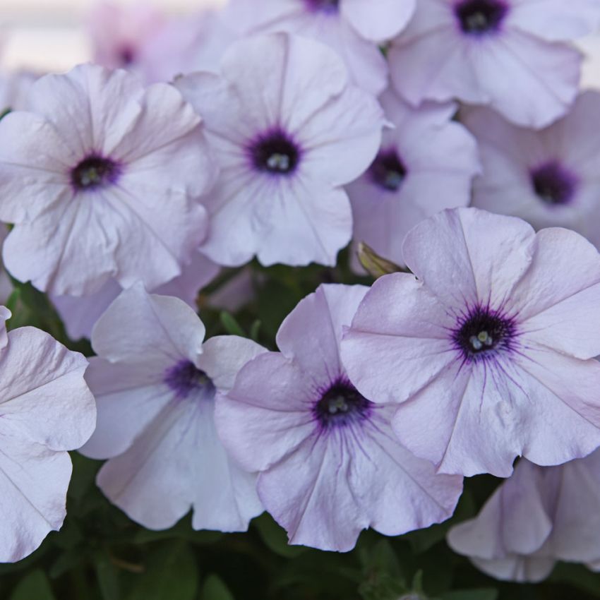 Petunia F1 'Easy Wave Silver' i gruppen Frø / Ettårige blomster hos Impecta Fröhandel (29405)