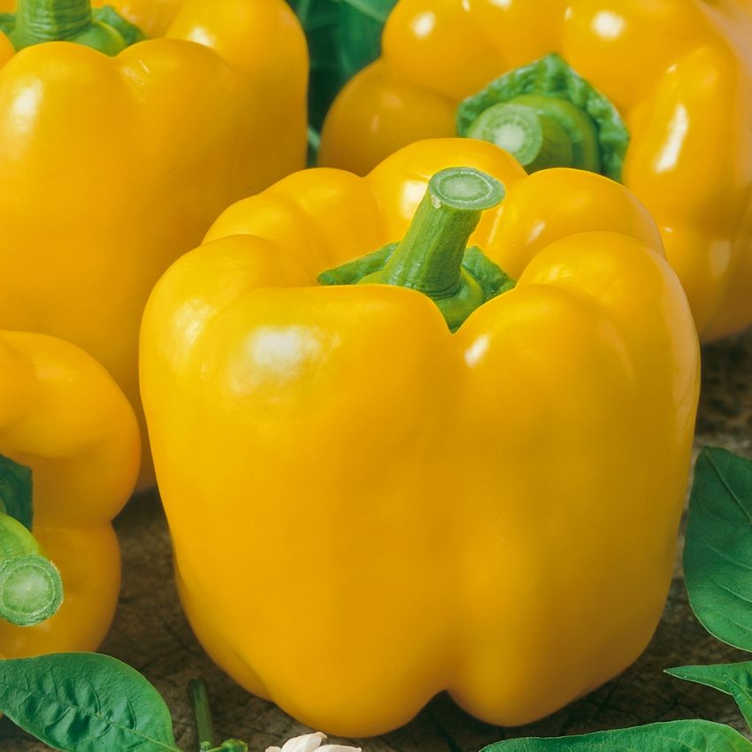 Paprika 'Yellow California Wonder' i gruppen Frø / Grønnsaker hos Impecta Fröhandel (29415)