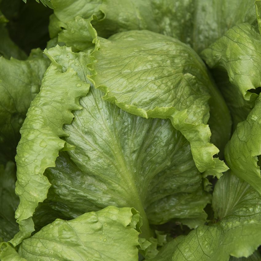 Isbergsalat 'Saladin' i gruppen Frø / Grønnsaker hos Impecta Fröhandel (29551)