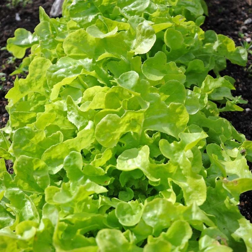 Plukksalat 'Salad Bowl' i gruppen Frø / Grønnsaker hos Impecta Fröhandel (29570)