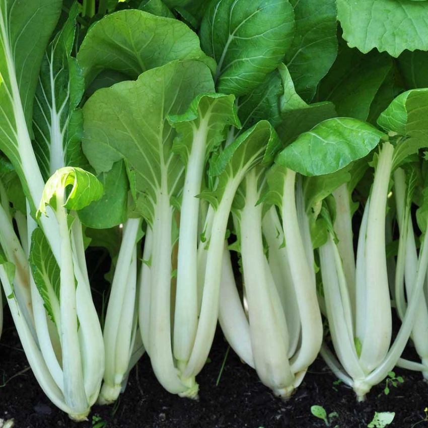 Pak Choi F1 'Joi Choi' i gruppen Frø / Grønnsaker hos Impecta Fröhandel (29574)