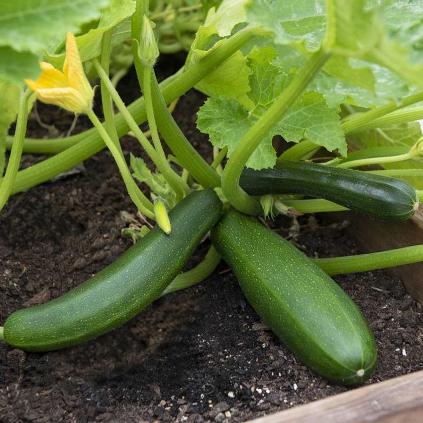 Squash F1 'Dunja' i gruppen Frø / Grønnsaker hos Impecta Fröhandel (29645)