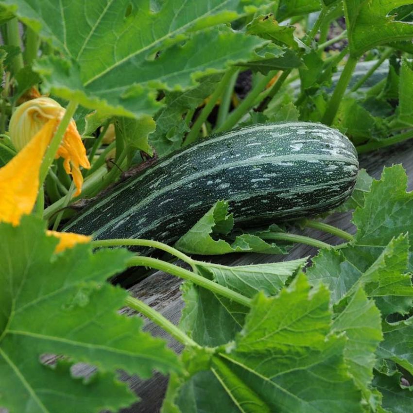Squash 'Tapir' i gruppen Frø / Grønnsaker hos Impecta Fröhandel (29646)