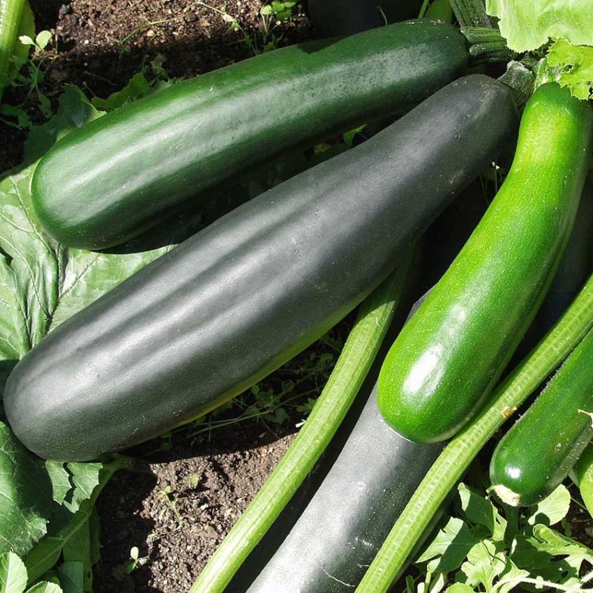 Squash 'Black Beauty' i gruppen Frø / Grønnsaker hos Impecta Fröhandel (29651)