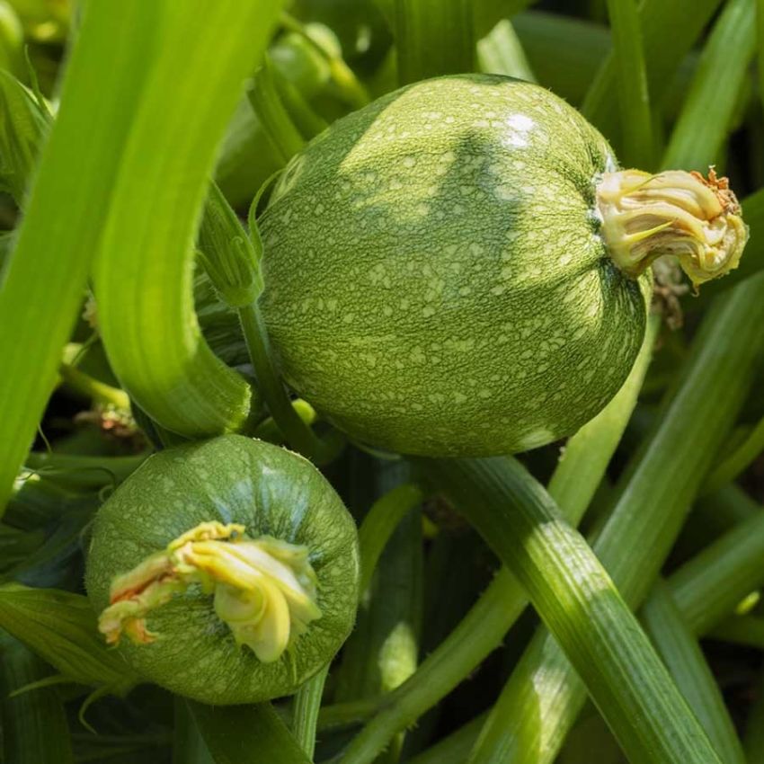 Squash F1 'Round Beauty' i gruppen Frø / Grønnsaker hos Impecta Fröhandel (29653)