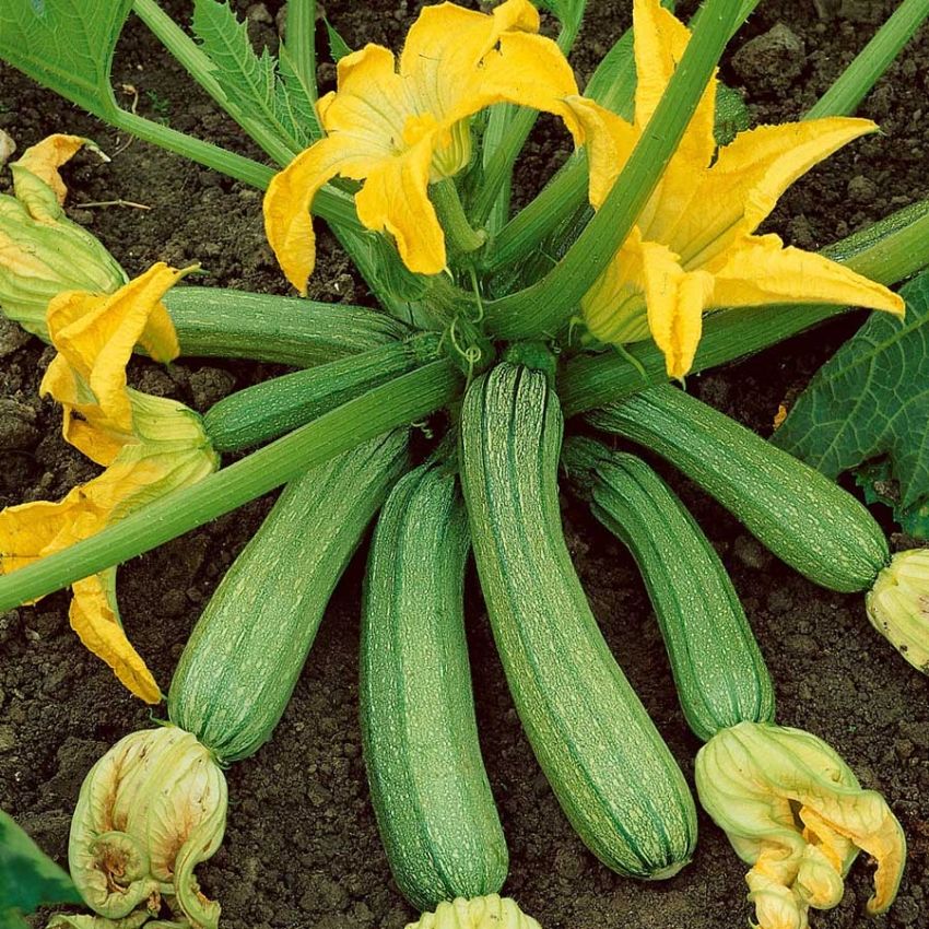 Squash 'Genovese' i gruppen Frø / Grønnsaker hos Impecta Fröhandel (29654)