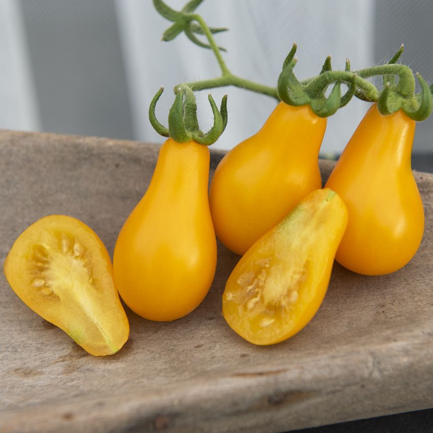 Pæretomat 'Yellow Pearshaped' i gruppen Frø / Grønnsaker hos Impecta Fröhandel (29691)