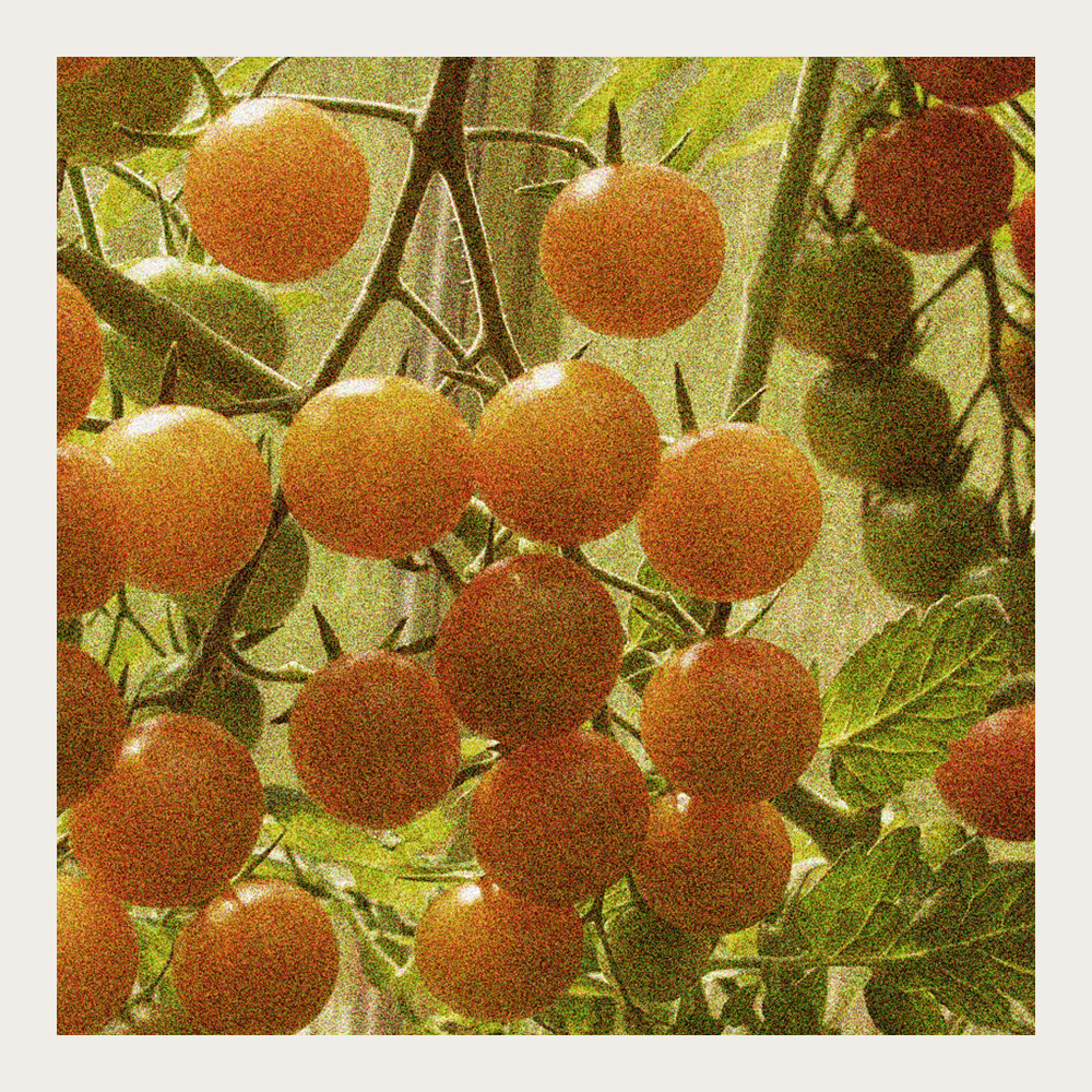 Cherrytomat F1 'Sungold' i gruppen Frø / Grønnsaker hos Impecta Fröhandel (29696)