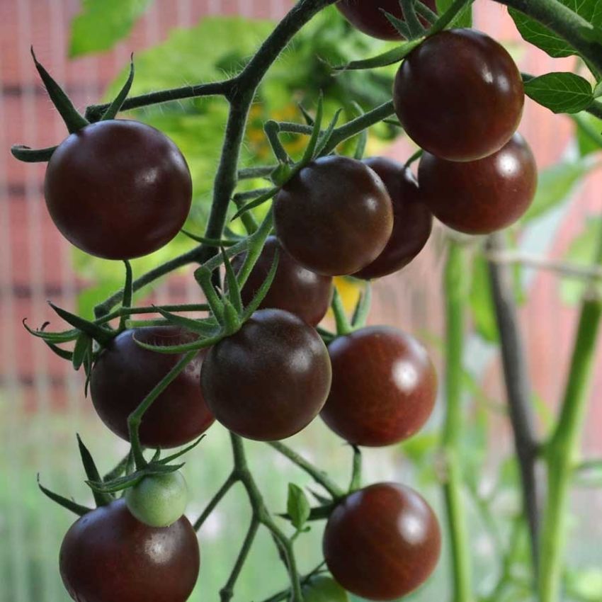 Cherrytomat 'Black Cherry' i gruppen Frø / Grønnsaker hos Impecta Fröhandel (29707)
