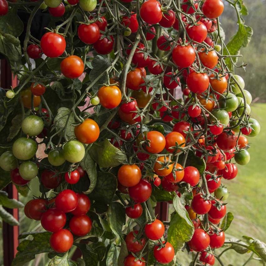 Cherrytomat F1 'Sakura' i gruppen Frø / Grønnsaker hos Impecta Fröhandel (29714)