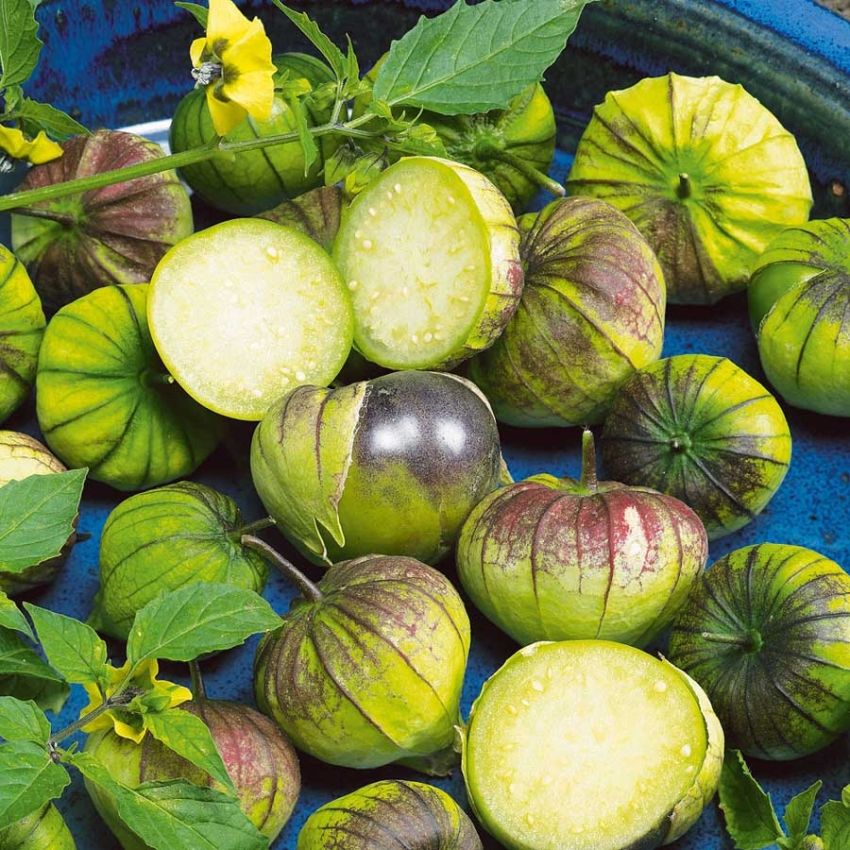 Tomatillo 'Purple' i gruppen Frø / Grønnsaker hos Impecta Fröhandel (29716)