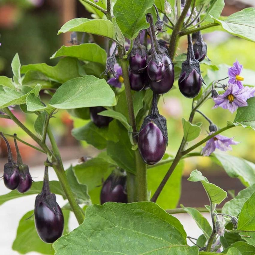 Aubergine F1 'Patio Baby' i gruppen Frø / Grønnsaker hos Impecta Fröhandel (29793)