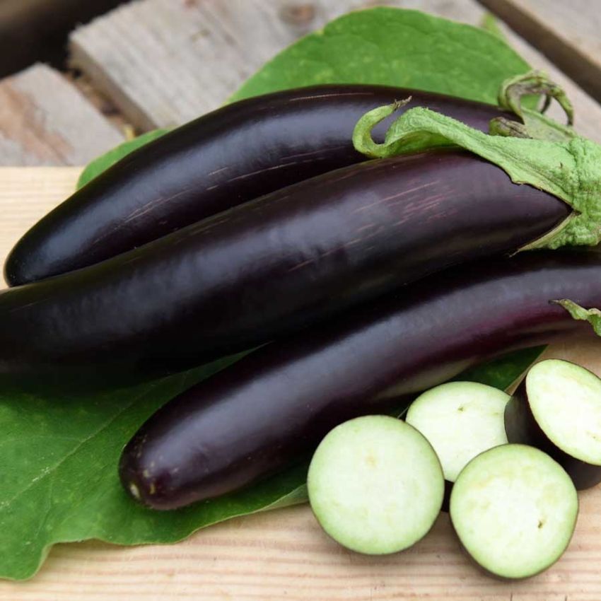 Aubergine 'De Barbentane' i gruppen Frø / Grønnsaker hos Impecta Fröhandel (29794)