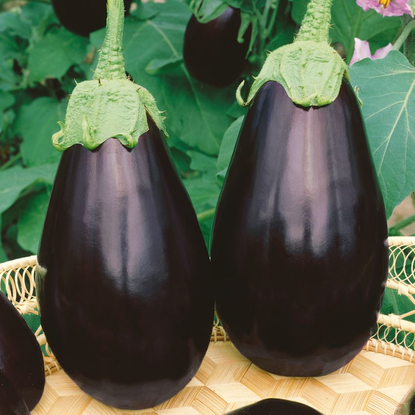 Aubergine 'Black Beauty' i gruppen Frø / Grønnsaker hos Impecta Fröhandel (29803)
