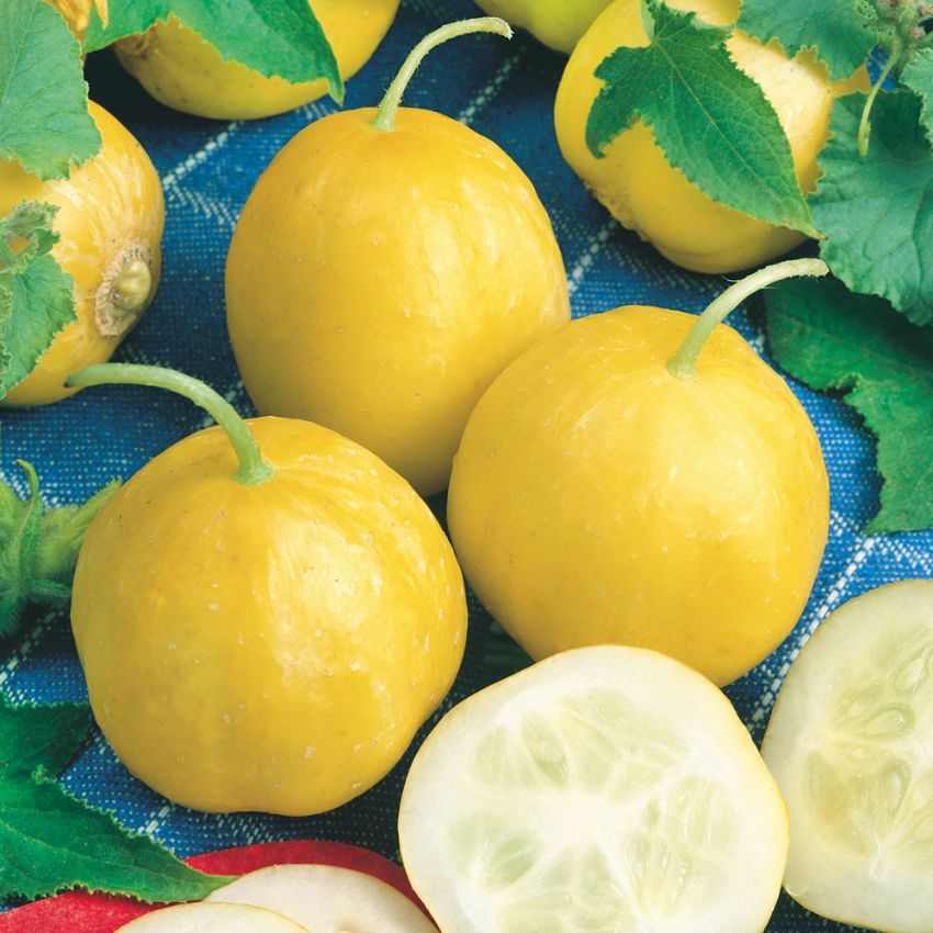 Epleagurk 'Lemon' i gruppen Frø / Grønnsaker hos Impecta Fröhandel (29808)