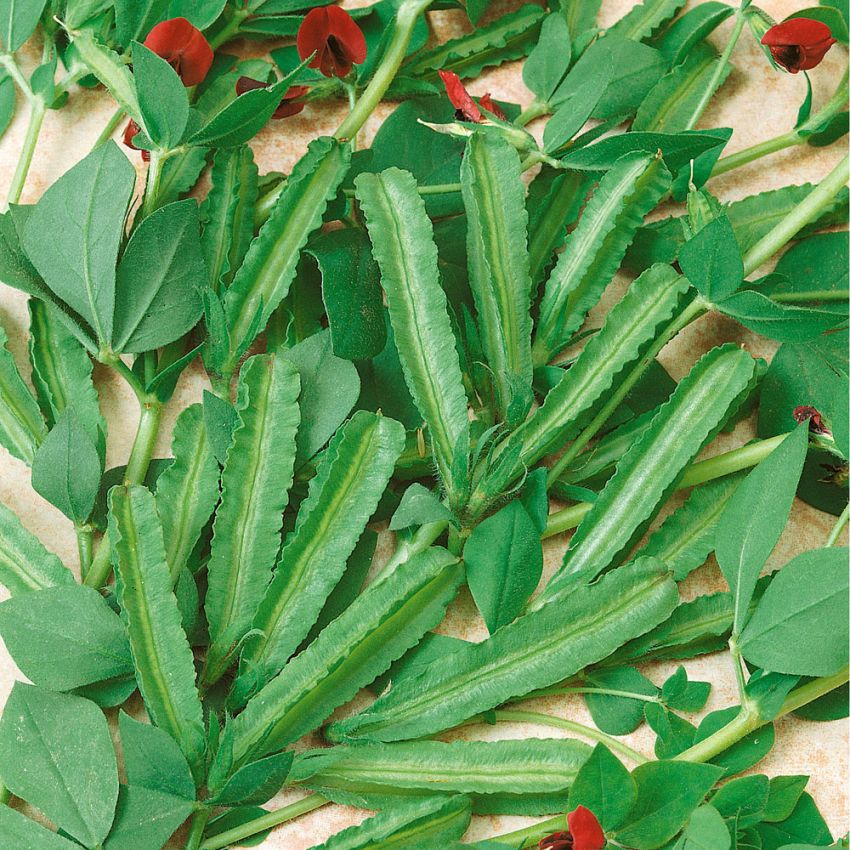 Aspargesert 'Winged Bean' i gruppen Frø / Grønnsaker hos Impecta Fröhandel (29815)