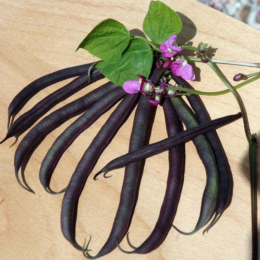 Purpurbønne 'Purple Teepee' i gruppen Frø / Grønnsaker hos Impecta Fröhandel (29940)